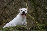 DOGUE ARGENTIN 466